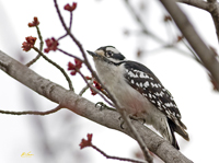 Downy Woodpecker